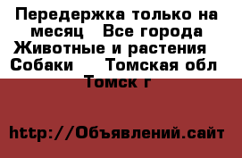 Передержка только на месяц - Все города Животные и растения » Собаки   . Томская обл.,Томск г.